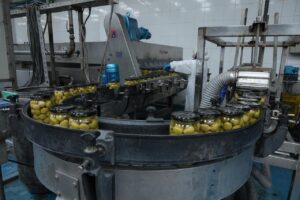 الزيتون المعبأ 